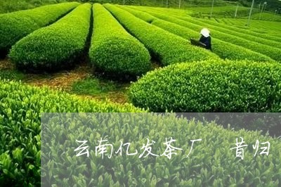 云南亿发茶厂 昔归/2023041450692